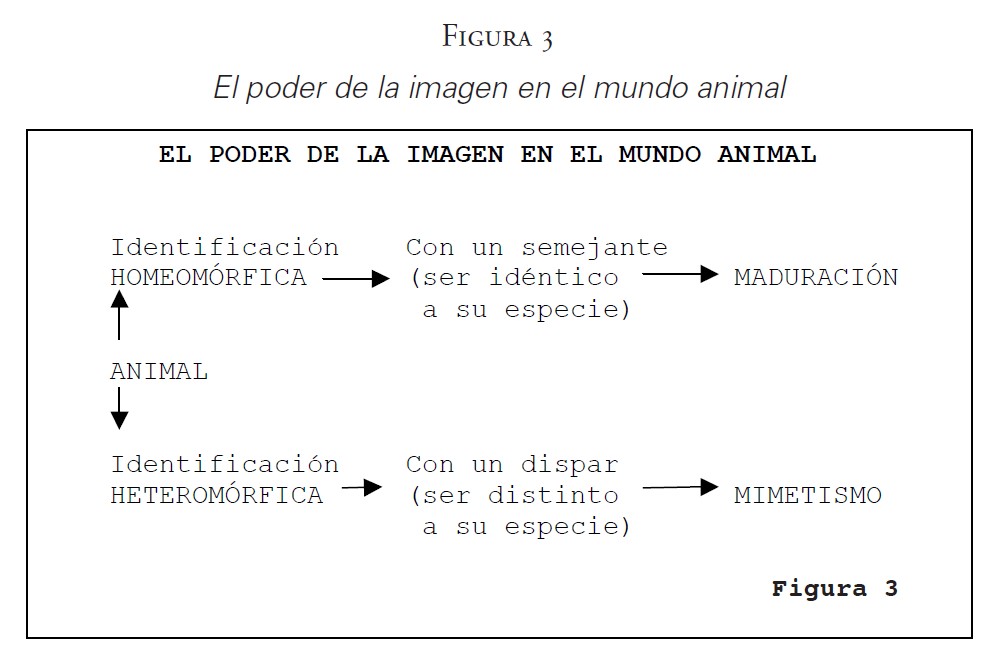 El poder de la imagen en el mundo animal