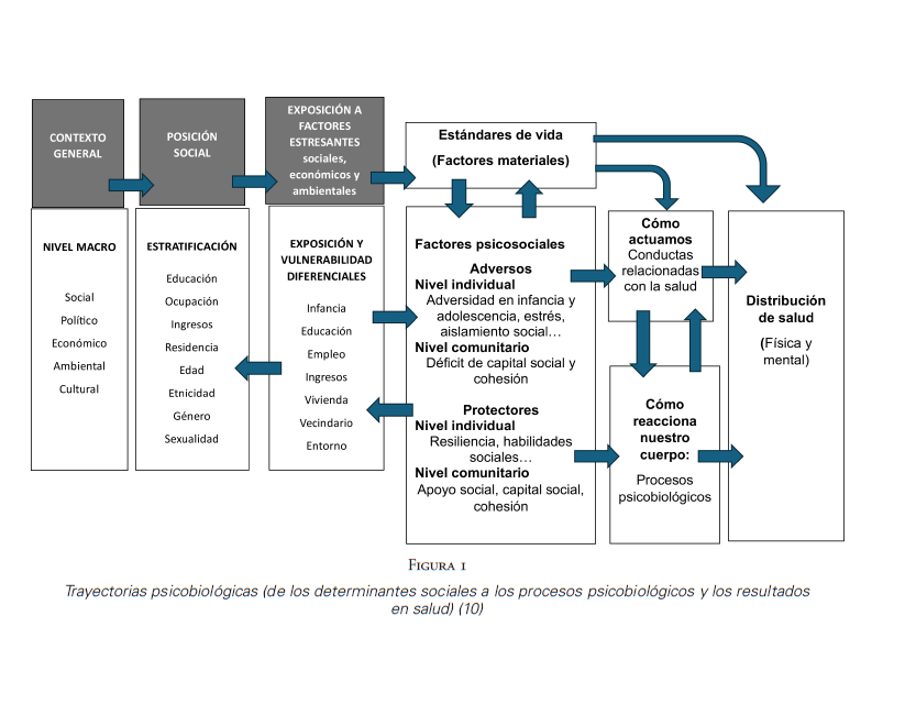 Trayectorias psicobiol�gicas (de los determinantes sociales a los procesos psicobiol�gicos y los resultados en salud) (10)