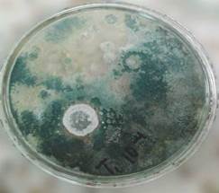 Aspecto macroscópico de la presencia de Tricho-derma,en el suelo de los tratamientos 2 y 4 