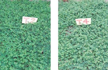 Aspecto de la exuberancia del Lotus corniculatus en los tratamientos 2 y 4 