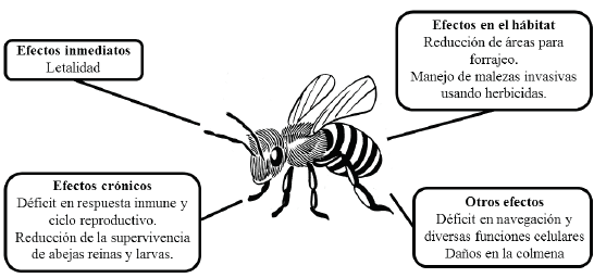 Efectos de los pesticidas en abejas (Apis mellifera).