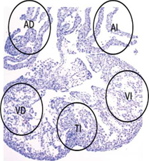 Regiones evaluadas en el corazón fetal. Se indican mediante círculos las regiones evaluadas para la detección de células TUNEL positivas en un corazón fetal en el día E16.5. AD = atrio derecho. AI = atrio izquierdo. VD = ventrículo derecho. VI = ventrículo izquierdo. TI = tabique interventricular 