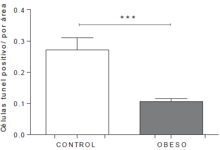 Cuantificación de células apoptóticas en el tabique interventricular AD= atrio derecho; AI= atrio izquierdo. Los datos representan la media ± el error estándar. *p<0,0001