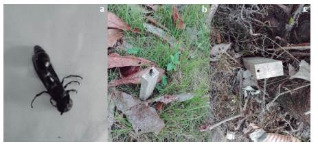 (a) Himenóptero de la familia Véspidae que atacó la madera de balso. (b) Adulto emergiendo por galería construida en probeta. (c) Perforación hecha por himenóptero 