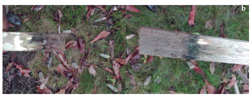 (a) Hongos cromógenos en madera. (b) Penicillim sp. en las probetas de balso 