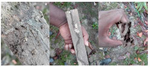 Afectaciones por termitas (Heterotermes sp.) en madera de balso