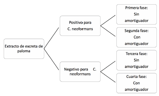 Diagrama de las fases de ensayo con los diferentes extractos de excretas de palomas. 