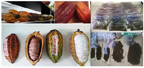Cocoa pods and soil samples were collected in cocoa-producing areas in northern Colombia to determine the heavy metal content. 