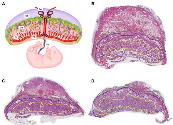 Reconstrucciones de placentas de rat&oacute;n Mus musculus, en los estadios evaluados A: Esquema representativo de la placenta murina. B: E10.5, C: E12.5 y D: E14.5. Se diferencian las tres zonas de la placenta: zona del laberinto (l&iacute;nea discontinua amarilla), zona de uni&oacute;n (l&iacute;nea discontinua azul) y decidua (l&iacute;nea discontinua verde). Aumento 10x. Ae: Arteria espiralada, DE: decidua, ZU: zona de uni&oacute;n, ZL: zona de laberinto, PC: placa cori&oacute;nica y Vu: cord&oacute;n umbilical.