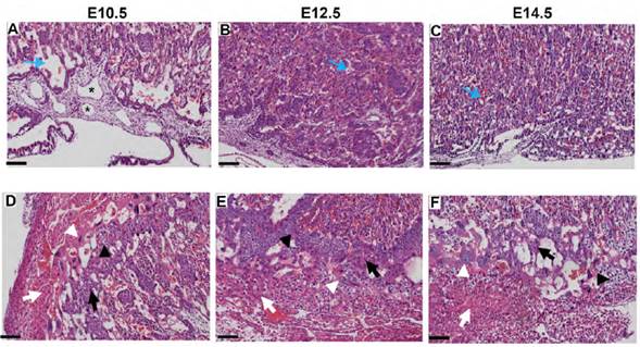 Zonas de la placenta de rat&oacute;n Mus musculus. A, B y C: se distingue la placa cori&oacute;nica con los vasos fetales (*) y la zona del laberinto con las vellosidades cori&oacute;nicas y las lagunas maternas (flecha azul). D, E y F: se aprecia la zona de uni&oacute;n con espongiotrofoblastos (flecha negra), c&eacute;lulas glucog&eacute;nicas (cabeza de flecha negra), c&eacute;lulas trofobl&aacute;sticas gigantes (cabeza de flecha blanca) y la decidua con c&eacute;lulas deciduales (flecha blanca). Aumento 10x. Barra de escala = 100 μm.