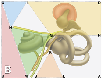 Esquema gu&iacute;a para la disecci&oacute;n por &aacute;reas, vista superior extra&iacute;da, vista superior.