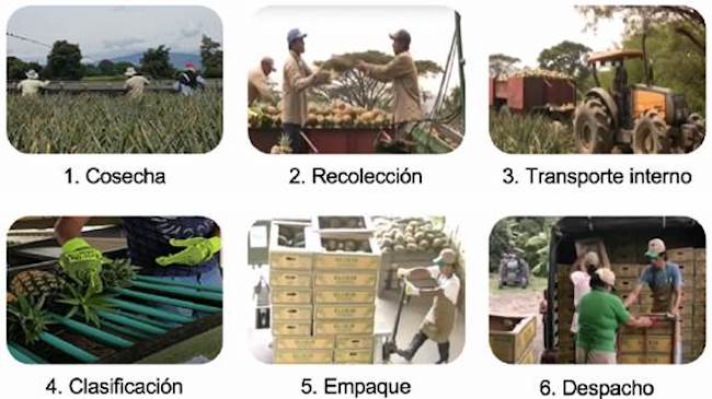 Descripción del proceso de cosecha y postcosecha de la piña.