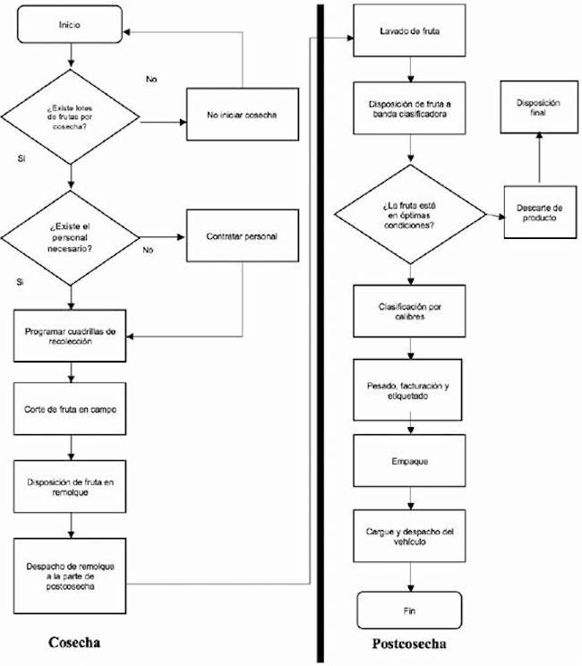 Representación gráfica de las actividades del proceso de cosecha y postcosecha.