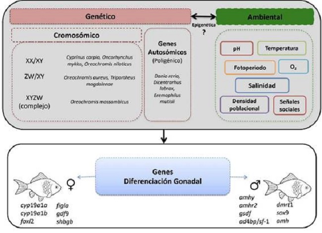 Determinaci&oacute;n y diferenciaci&oacute;n gen&eacute;tico-ambiental del sexo en peces.