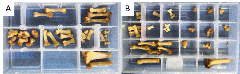 A. Modelo desarticulado de mano derecha; B. Modelo desarticulado de mano izquierda.