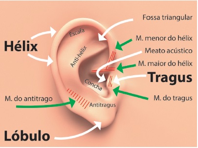 Representa&ccedil;&atilde;o esquem&aacute;tica da anatomia externa da orelha