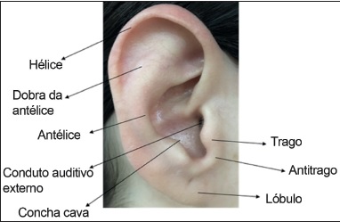 Anatomia da orelha