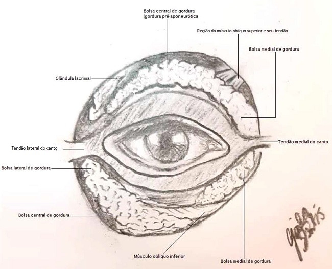 Anatomia da regi&atilde;o palpebral