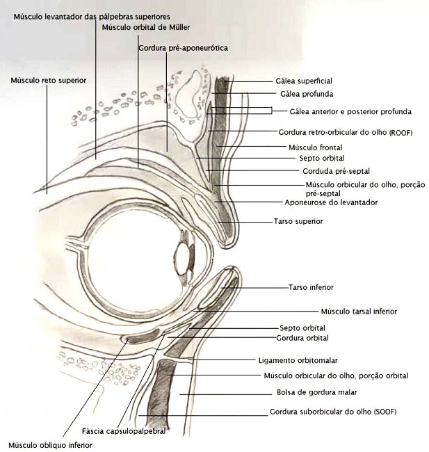 Anatomia da regi&atilde;o ocular