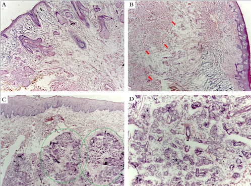 Lábio inferior. a) Lábio cutâneo. Presença de anexos no corte (asteriscos pretos) (corte vertical, Hematoxilina & eosina, 25x). b) Vermelhão do lábio. Observe a ausência de folículos pilosos. Fibras do músculo orbicular da boca na profundidade (setas vermelhas) (corte vertical, Hematoxilina & eosina, 25x.) c) Epitélio da mucosa labial e glândulas salivares menores (círculos verdes). Observe a ausência de queratinização e camada granulosa (corte vertical, Hematoxilina & eosina, 25x). d) Detalhe das glândulas salivares menores (corte vertical, Hematoxilina & eosina, 100x)