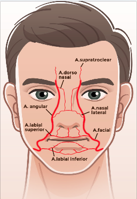Artérias labiais superior e inferior emergem de cada artéria facial lateralmente à comissura