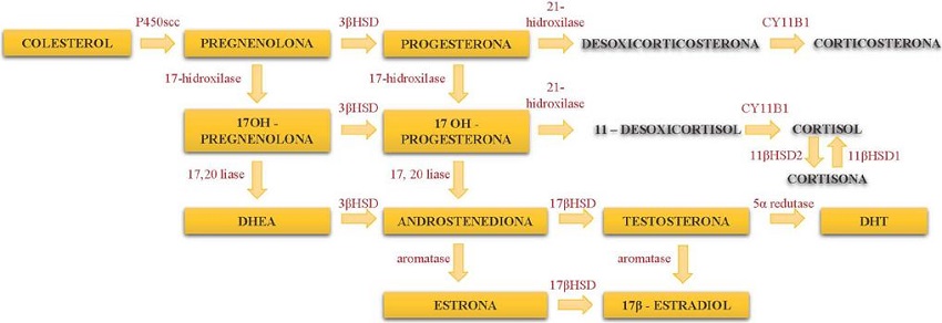 Esteroidogênese na pele a partir do colesterol