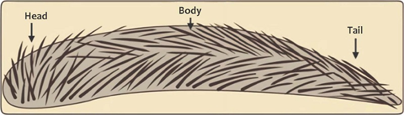 Anatomia das sobrancelhas