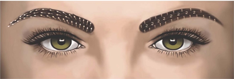 Representa&ccedil;&atilde;o da distribui&ccedil;&atilde;o e angula&ccedil;&atilde;o dos fios das sobrancelhas.
                            Autoria pr&oacute;pria