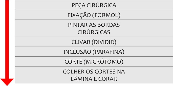 Etapas do processamento histot�cnico. Elas devem ocorrer na sequ�ncia
							determinada pela seta