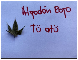 Hoja de algodón rojo: Tü atü