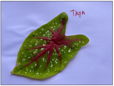 Hoja de Taya Nombre científico: Caesalpinia spinosa C