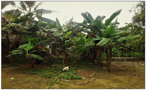 Pequeños cultivos. El Huína, 15/01/2020, 15h23m.: Especialmente en los corregimientos, las casas no tienen muros ni cercas y los patios traseros, ubicados entre las residencias, son espacios para pequeños cultivos y la cría de pequeños animales