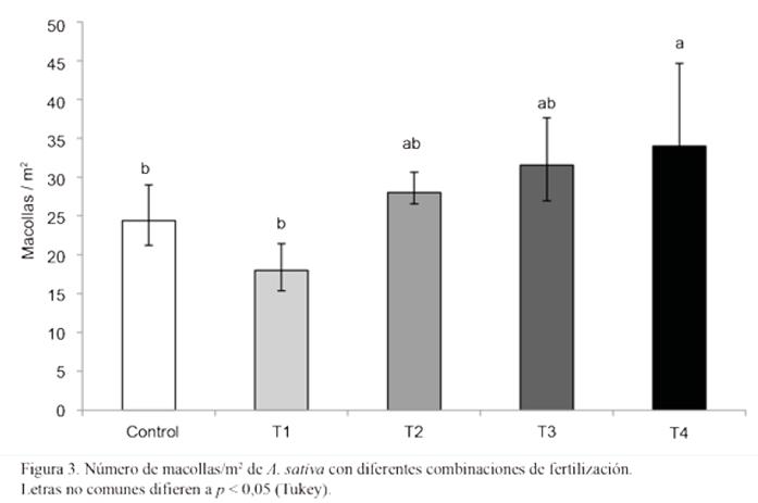 Figura 3. Número de macollas/m2 de A. Sativa con diferentes combinaciones
de fertilización.
