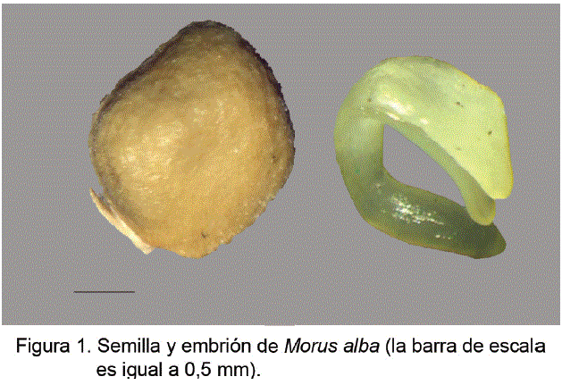 Figura 1. Semilla y embrión de Morus alba (la barra de escala es igual a 0,5mm)