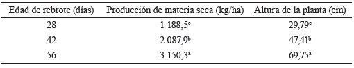 Tabla 1. Efecto de la edad de
rebrote sobre la altura de la planta y la producción de materia seca en
accesiones de C. brasiliensis.