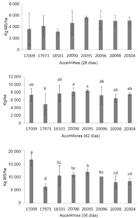 Figura 2. Producción de forraje seco de accesiones de C. brasiliensis en diferentes edades
de rebrote.