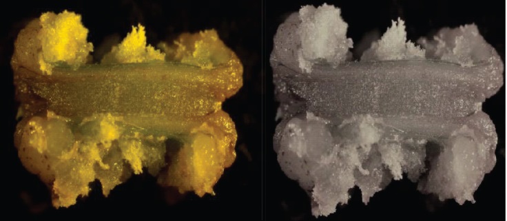 Figura 1. Formación de callos en explantes de tallos seccionados longitudinalmente en medio Murashige y Skoog con 6-bencilaminopurina (2,0 mg L-1) + 2,4-diclorofenoxiacético (0,5 mg L-1), a los 30 días de cultivo.