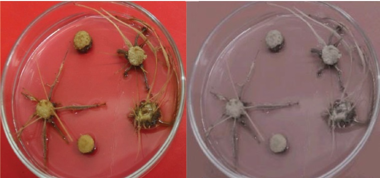 Figura 2. Formación de raíces en explantes de tallos seccionados transversalmente en el medio Murashige y Skoog con 2,4-diclorofenoxiacético (2,0 mg L-1), a los 30 días de cultivo.