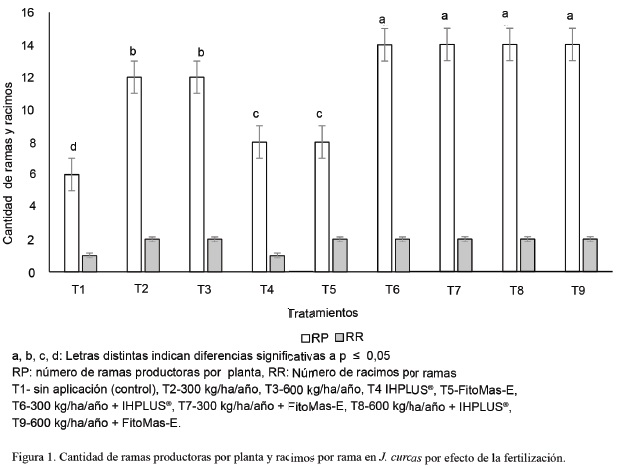 Figura 1. Cantidad de ramas productoras por planta y racimos por rama en J. curcas por efecto de la fertilización.