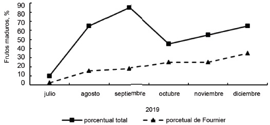 Figura 7. Representacin fenolgica (porcentaje de Fournier y porcentaje total ) de frutos maduros en J. curcas.