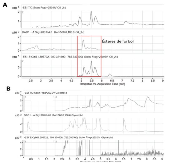 Detección de los ésteres de forbol mediante MS-TOF en la fracción rica en glicerol. Análisis de una muestra de aceite de J.curcas