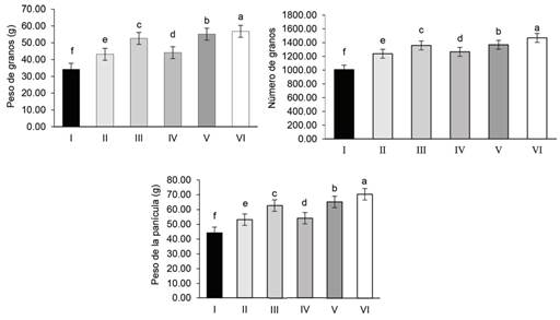 Comportamiento del número y peso de granos por panícula y peso de panícula.