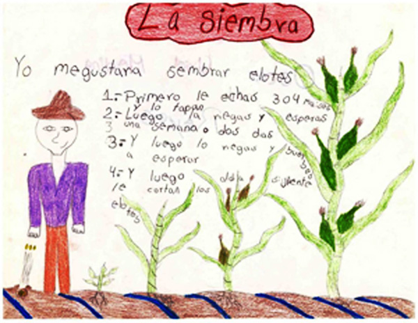 Dibujo sobre la siembra, diseñado por alumno participante en los talleres Tejiendo la memoria en la comunidad de Soyatlán, municipio de Tamazula de Gordiano en Jalisco. Ciclo 2017-2018