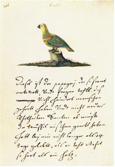 O “papagaio demoníaco”, Amazona aestiva, de Johan Maurits van Nassau-Siegen segundo pintura dos “Libri Principis” (1633-1644).