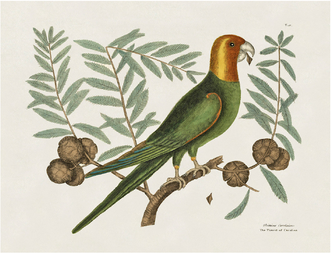 Periquito-da-carolina, Conuropsis carolinensis, segundo a “Natural History of Carolina, Florida and the Bahama Islands” de Mark Catesby (1729-1747).