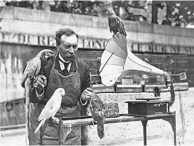 Psitácidas sendo adestrados com o auxílio de um fonógrafo, ca. 1935.
