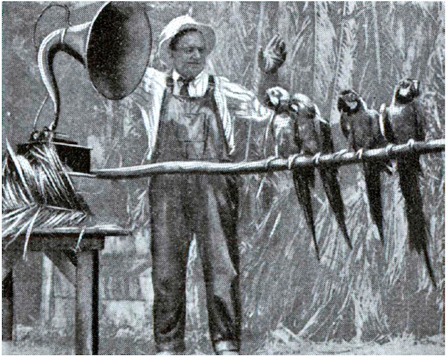 Araras sendo adestradas com o auxílio de um fonógrafo por Peter Jansen, treinador de aves do “Luna Park” de Los Angeles.