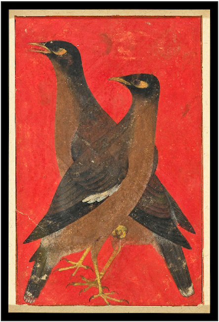 Mainá, Acridotheres tristis, segundo ilustração do Período Mughal, ca. 1620.