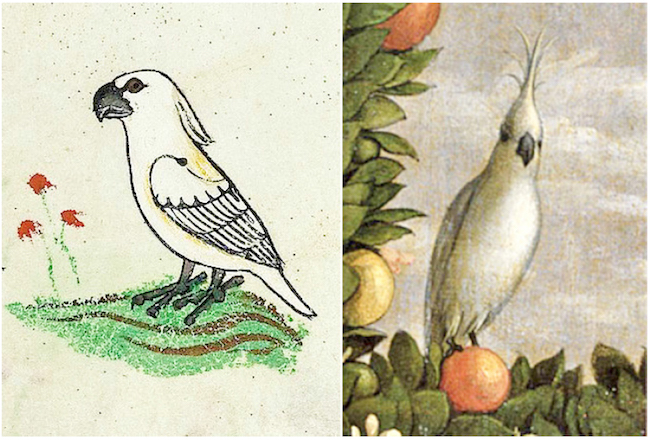 Da esquerda para direita, detalhes mostrando as cacatuas, Cacatua sp., retratadas na “De arte venandi cum avibus” do imperador Frederick II (ca. 1240) e na “Madonna della Vittoria” de Andrea Mantegna (1496).