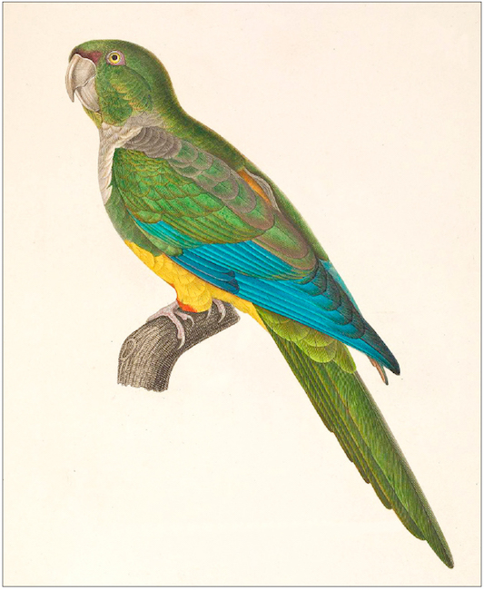 Papagaio-barranqueiro, Cyanoliseus patagonus, segundo ilustração da “Voyage autour du monde” de Renè Primevère Lesson e Prosper Garnot (1826).